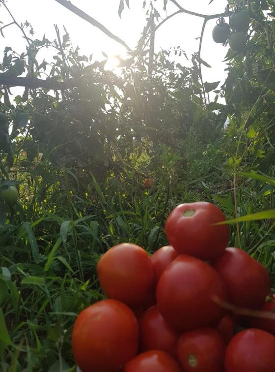 Appartamenti Camere Masi Brenta Rovereto  Kültér fotó