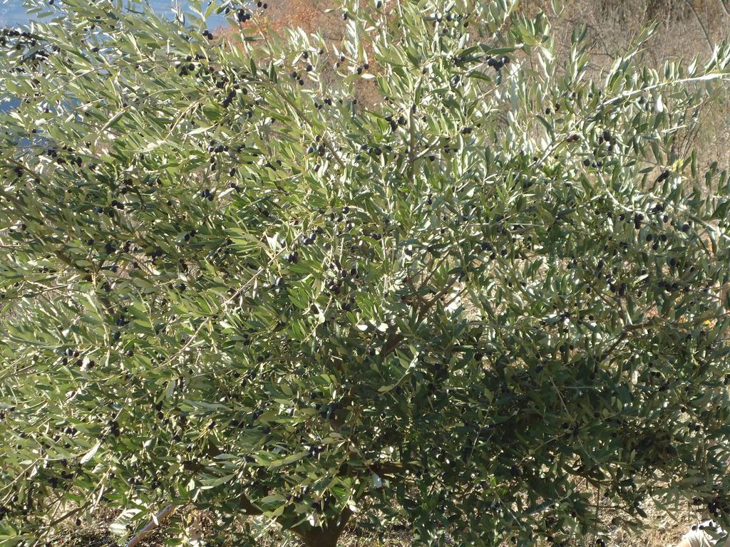 Appartamenti Camere Masi Brenta Rovereto  Kültér fotó